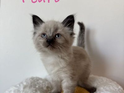 Ragdoll Siberian Kittens