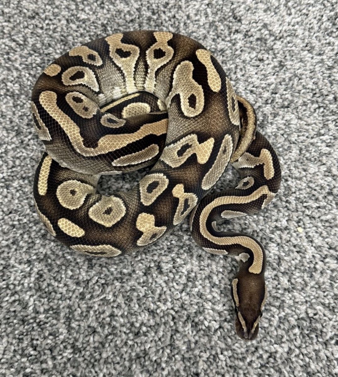 Snakes For Sale/Trade READ DESCRIPTION