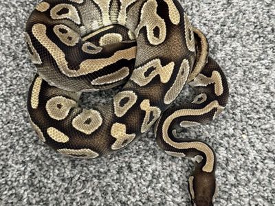 Snakes For Sale/Trade READ DESCRIPTION