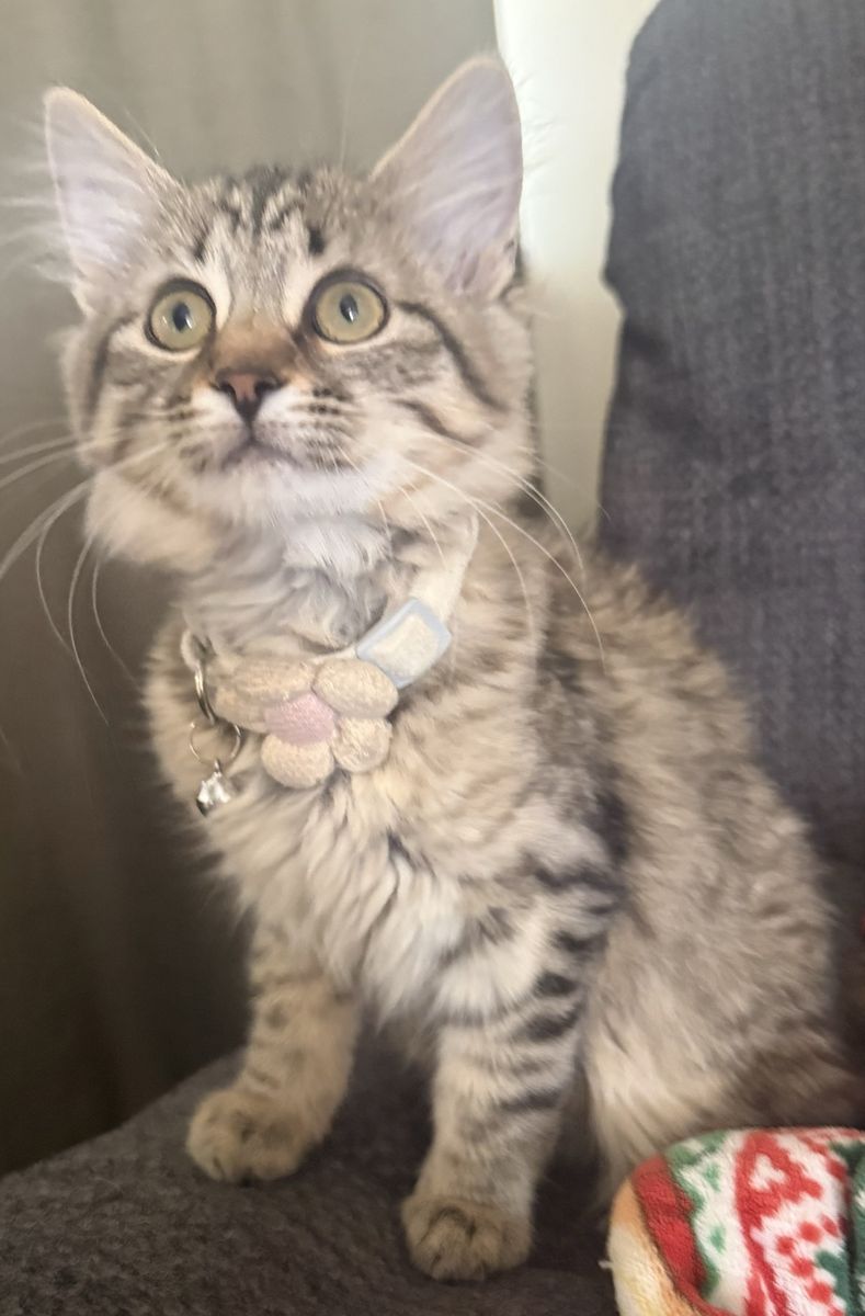Beautiful Siberian Mix fluffy female kitten to loving home