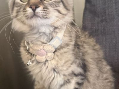 Beautiful Siberian Mix fluffy female kitten to loving home