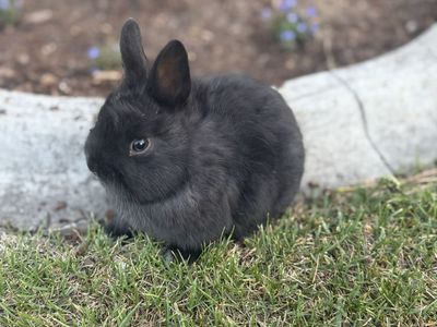 Netherland Dwarf Boys - 8 Weeks Old, Adorable & Ready for New Homes!