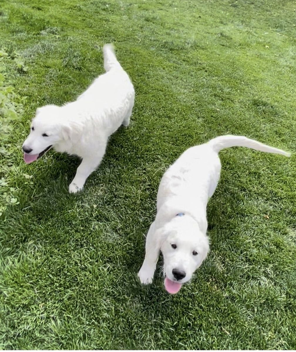 English Cream Retriever - Akc Registered