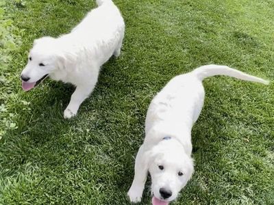 English Cream Retriever - Akc Registered
