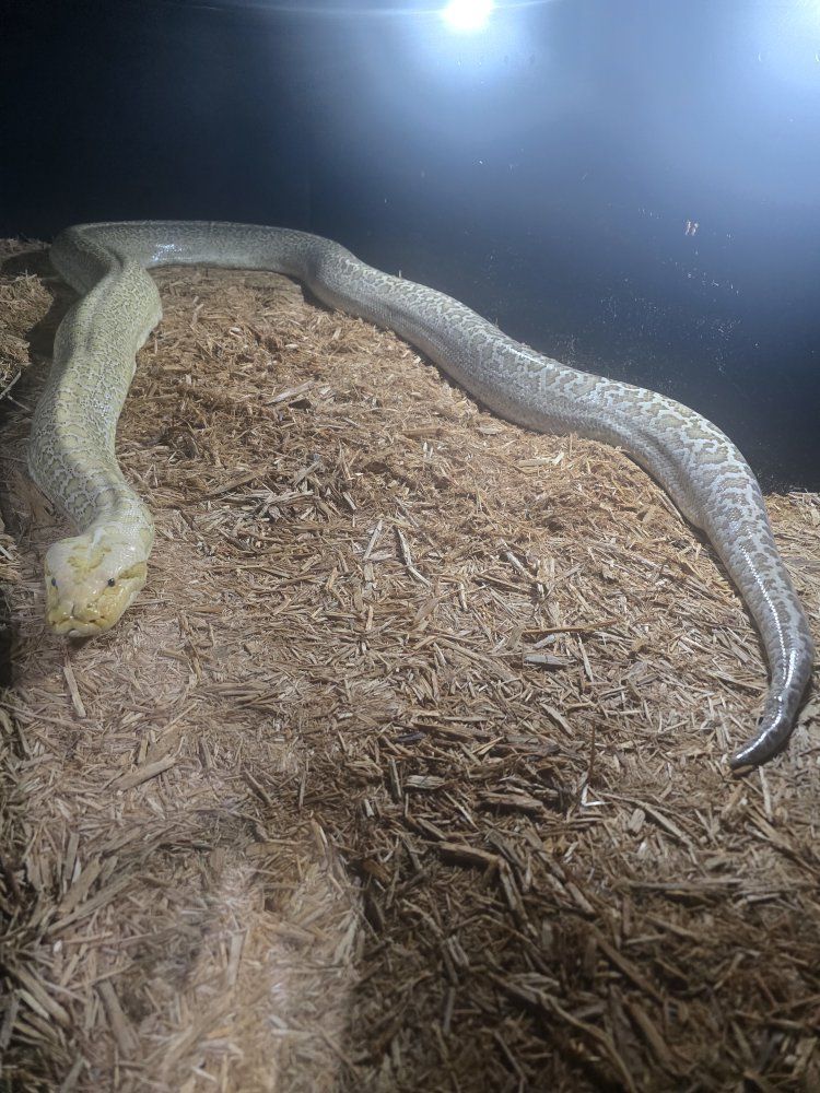 Burmese python