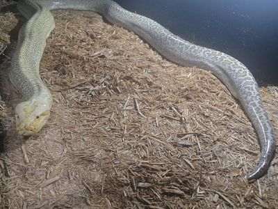 Burmese python