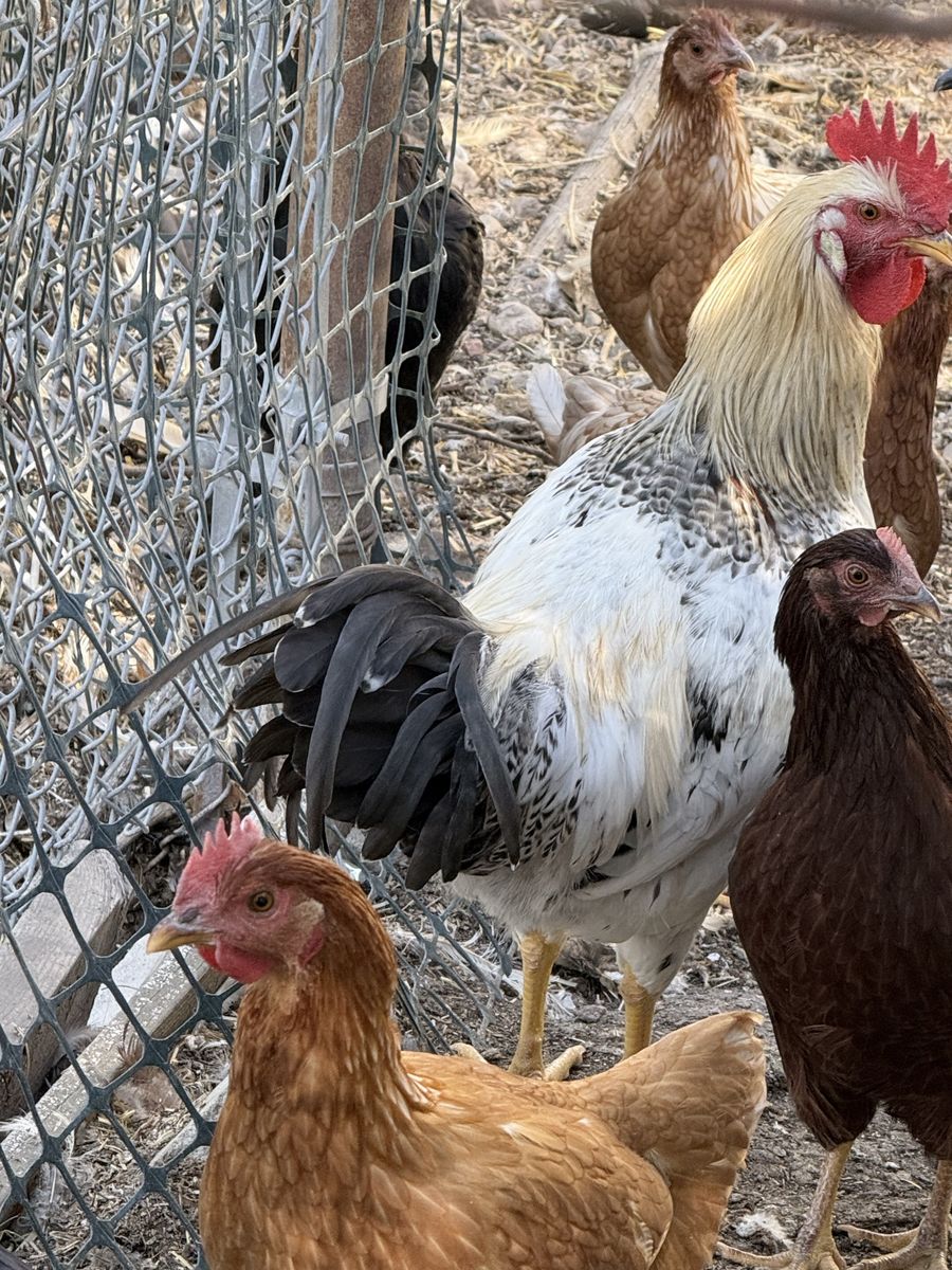 Rooster