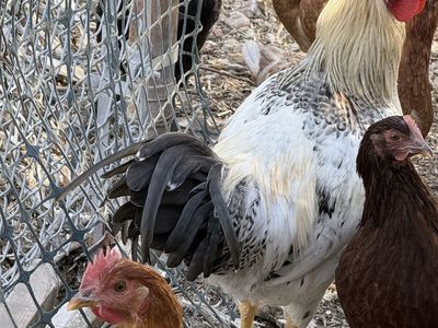 Rooster