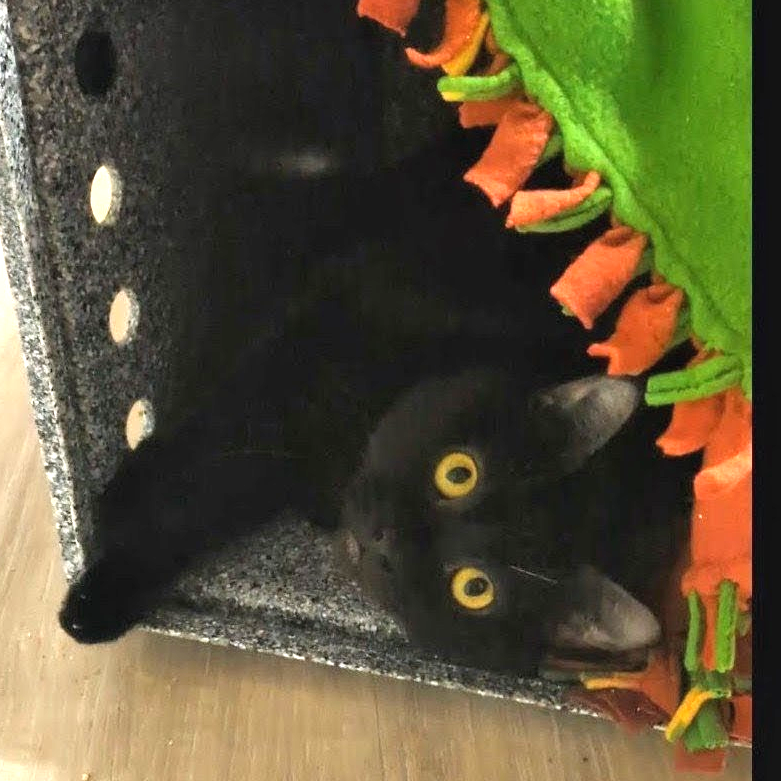 Hello my name is Ferrix