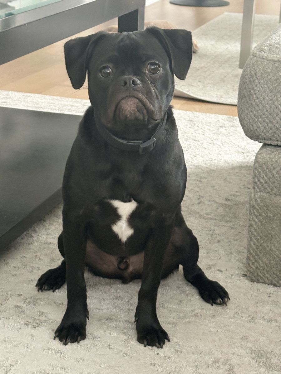 Frug (frenchie/Pug) Male Pup