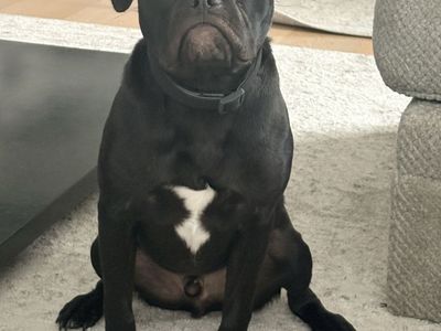 Frug (frenchie/Pug) Male Pup