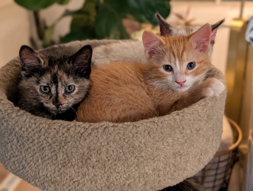 PENDING - Adorable Kitten Pair - Orange Tabby & Tortoiseshell - Ready for Adoption!