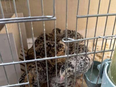 Quail available. Bobwhites, day old to adult. Perfect for Pets, hatching Eggs, Breeding or dog training.