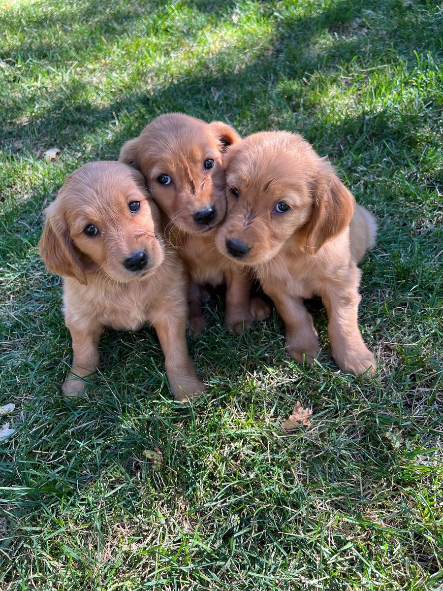 AKC golden retriever puppies
