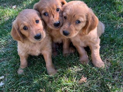 AKC golden retriever puppies