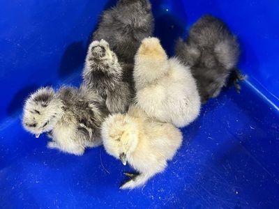 Silkie Chicks