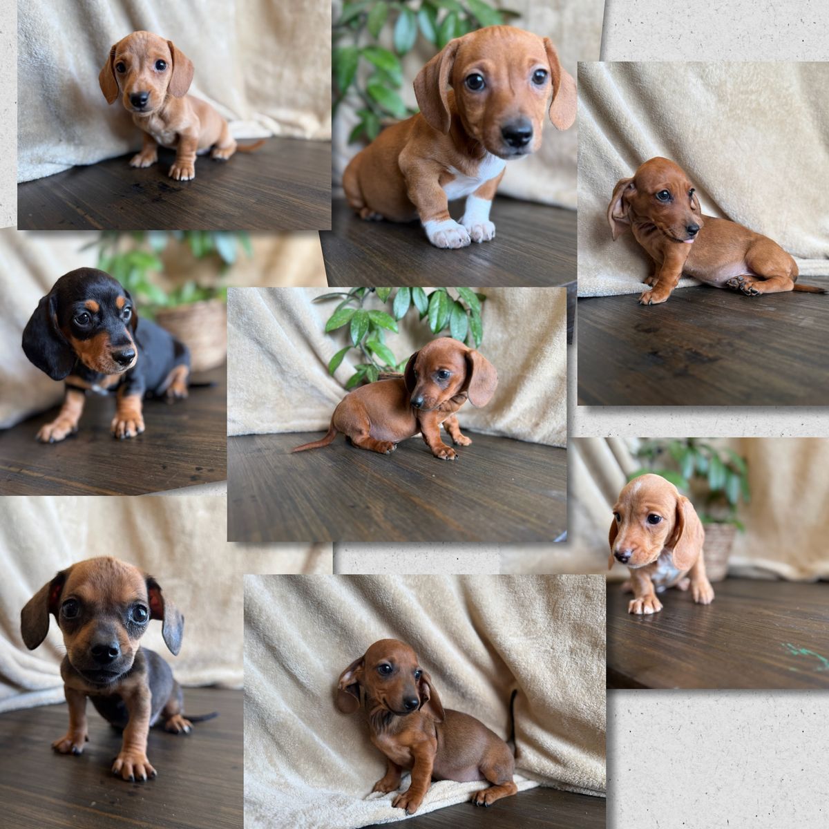 Tweenie WeeniE Dachshunds