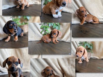 Tweenie WeeniE Dachshunds