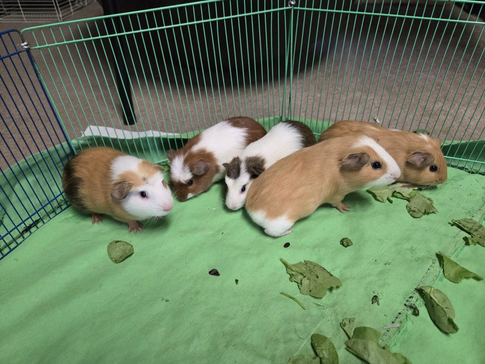 Guinea pig babies