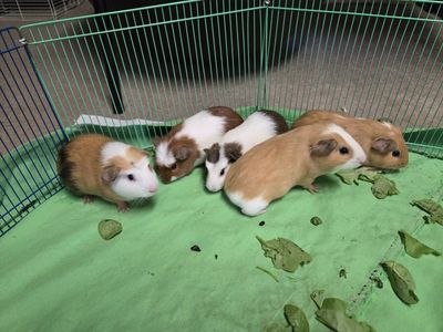 Guinea pig babies