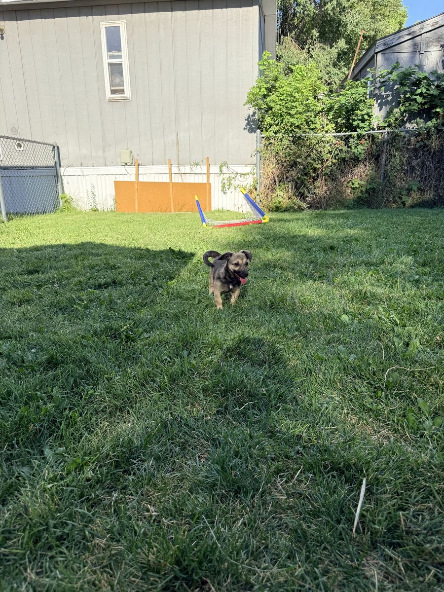 Chiweenie puppy for sale. About 18 weeks old comes with everything you could need!