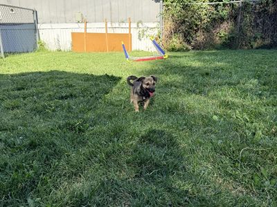 Chiweenie puppy for sale. About 18 weeks old comes with everything you could need!