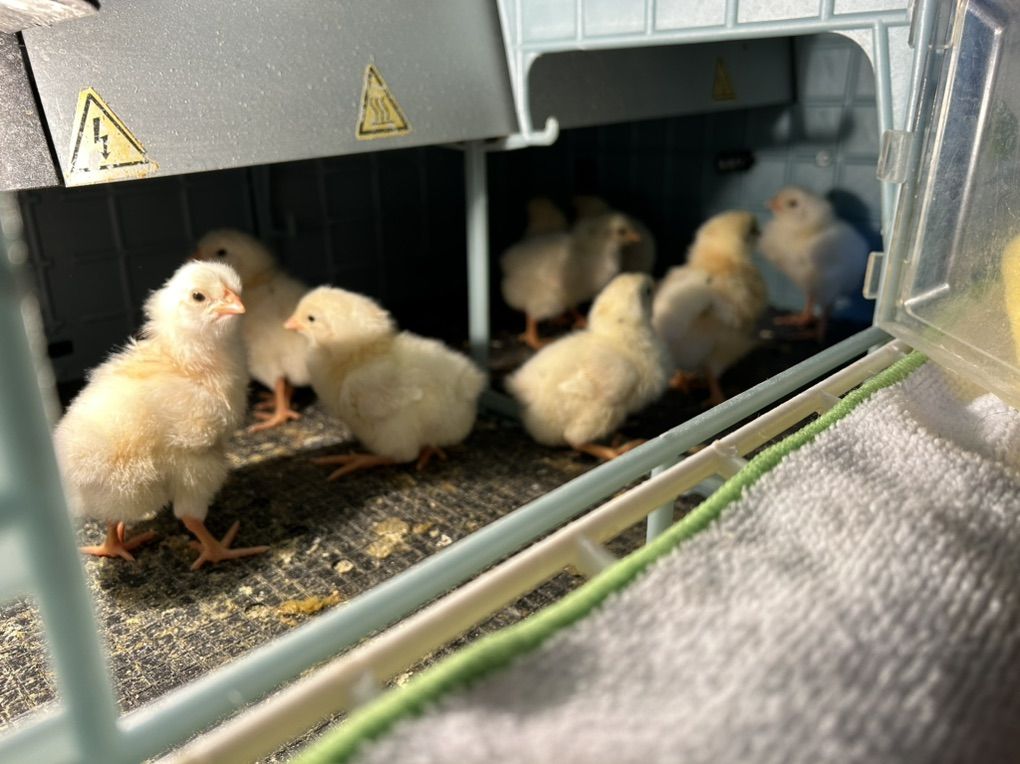 Day Old Chicks