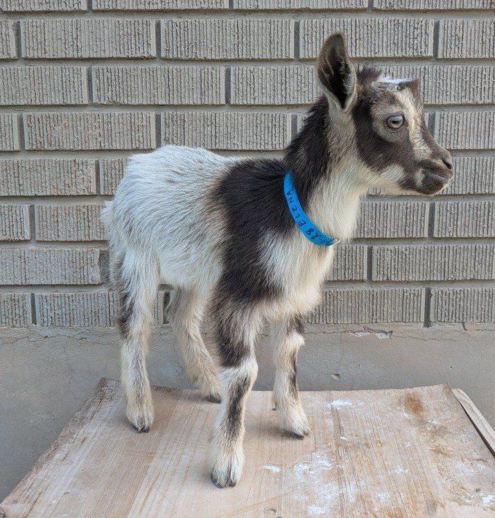 Bottle Baby Nigerian dwarf goat boy