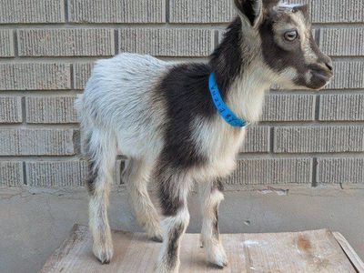 Bottle Baby Nigerian dwarf goat boy