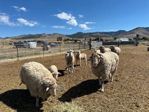 Rambouillet/Morino meat sheep - Multiple Ewes and Lambs 