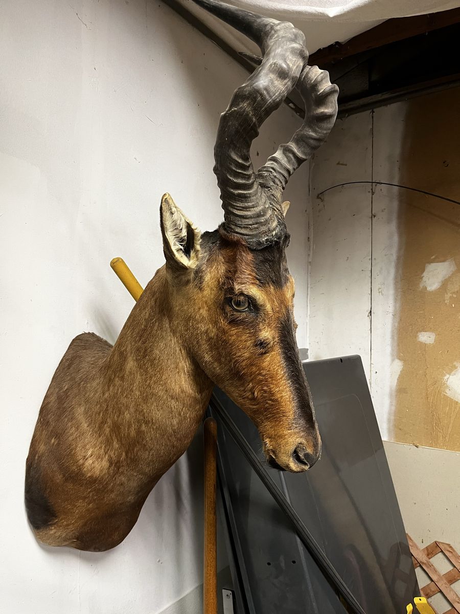 African Hartebeest Shoulder Mount 