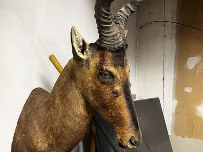 African Hartebeest Shoulder Mount