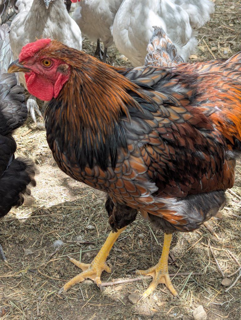 Large Rooster - Male Poultry for Breeding or Farm