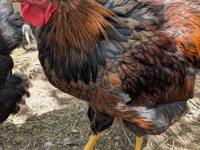 Large Rooster - Male Poultry for Breeding or Farm