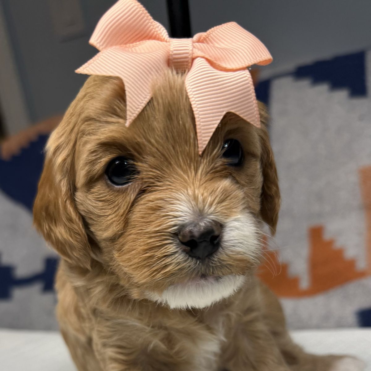 Mini Golden Cavapoo Puppies – Beautiful Colors