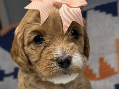 Mini Golden Cavapoo Puppies – Beautiful Colors