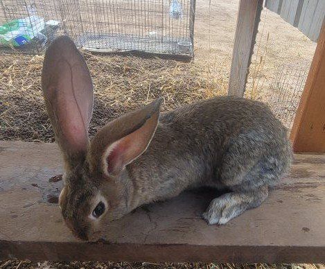 Flemish Giant, New Zealand mix