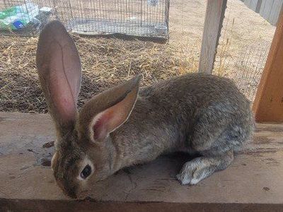 Flemish Giant, New Zealand mix