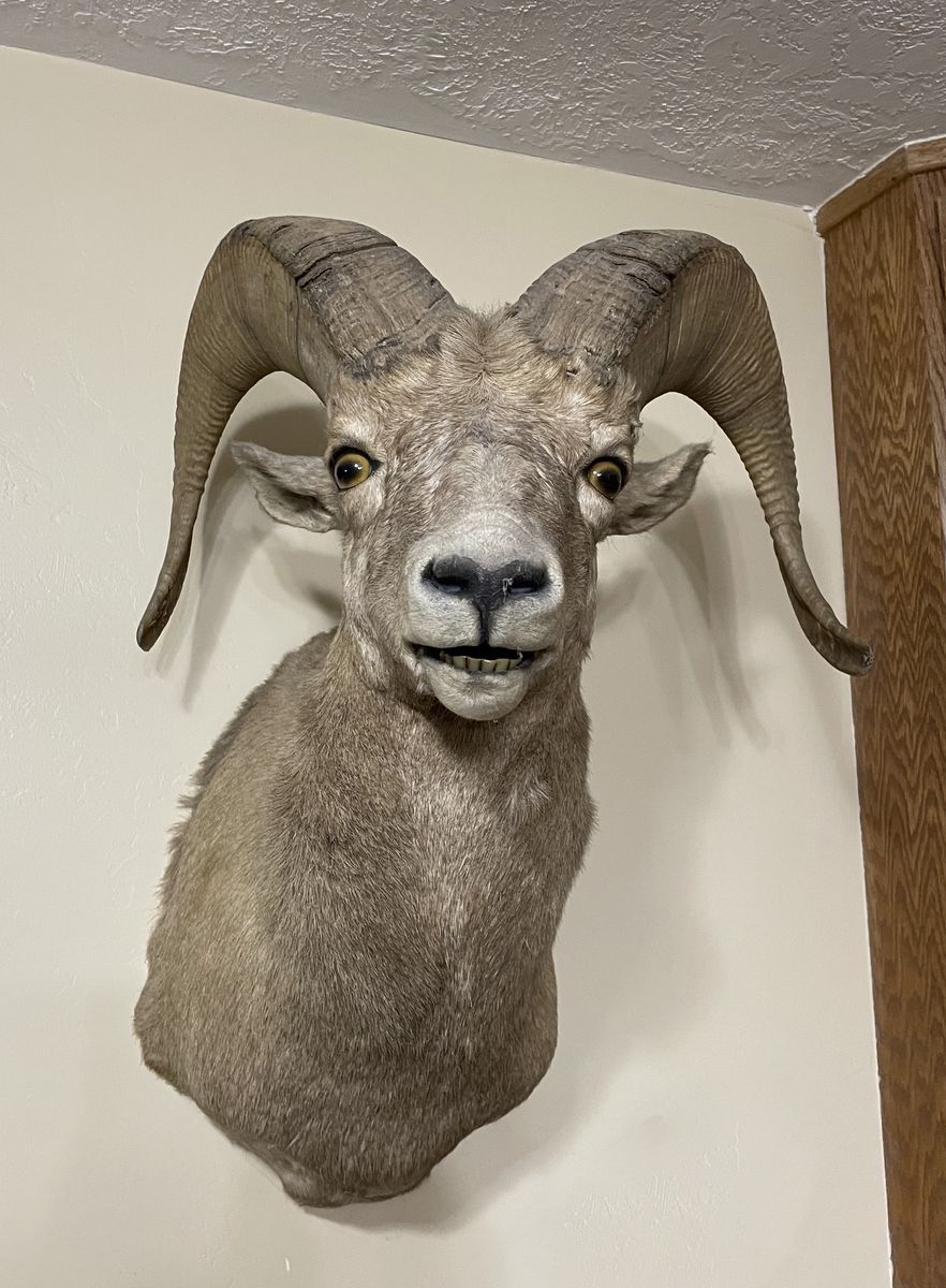 Bighorn Sheep Taxidermy Wall Mount