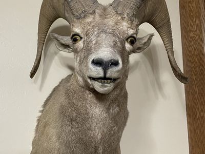 Bighorn Sheep Taxidermy Wall Mount