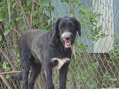 Adorable puppy looking for his forever home