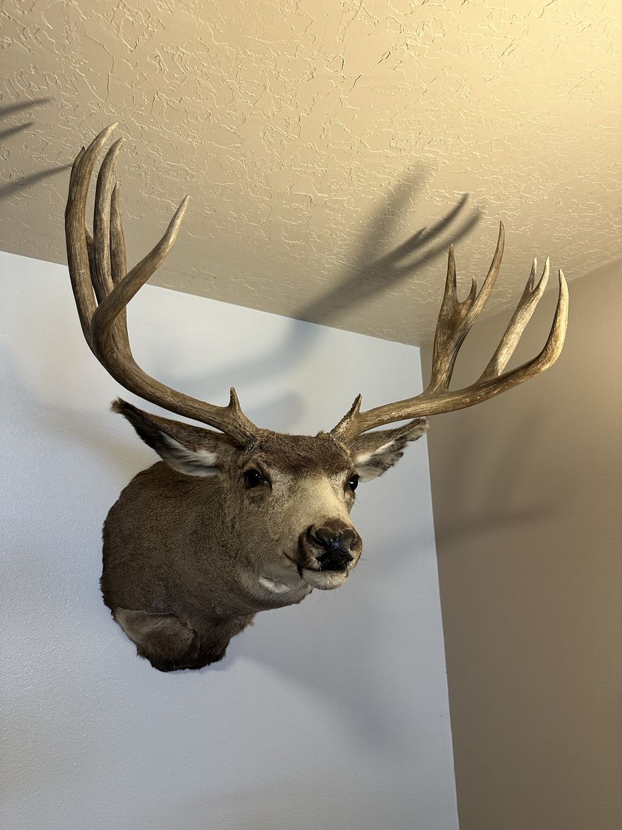 Deer Mount