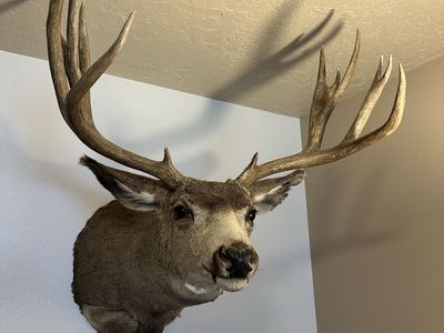 Deer Mount