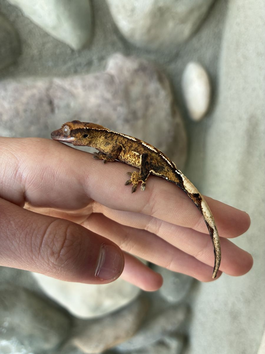 Beautiful tangerine colored crested gecko baby