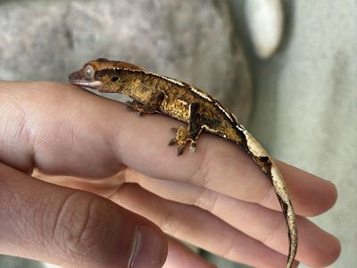 Beautiful tangerine colored crested gecko baby