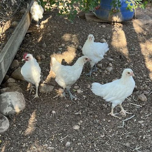 American Bresse Chickens