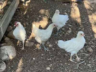 American Bresse Chickens