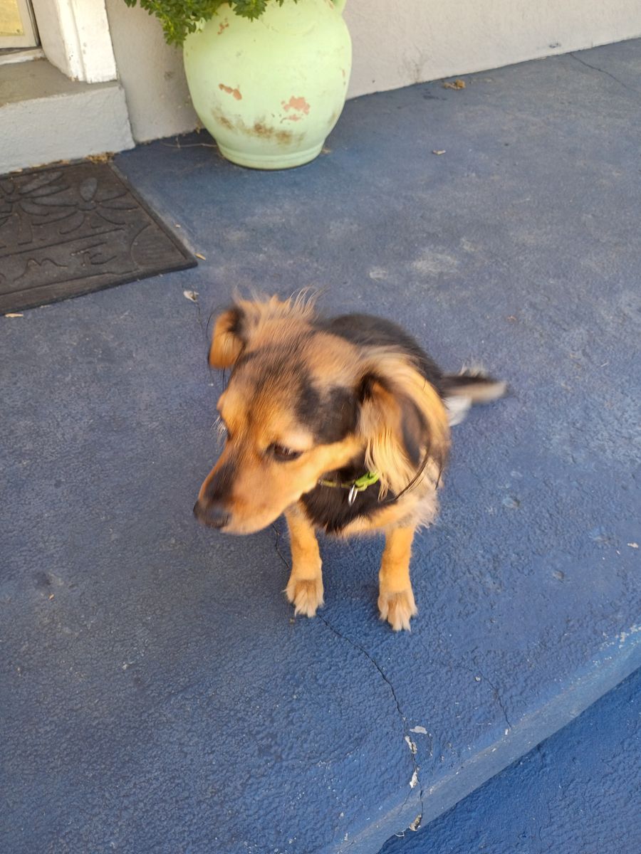 3-year-old female cocker spaniel mixed, calm personality