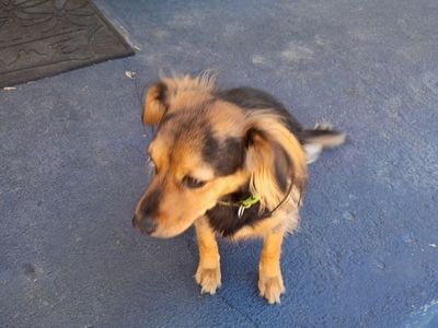 3-year-old female cocker spaniel mixed, calm personality