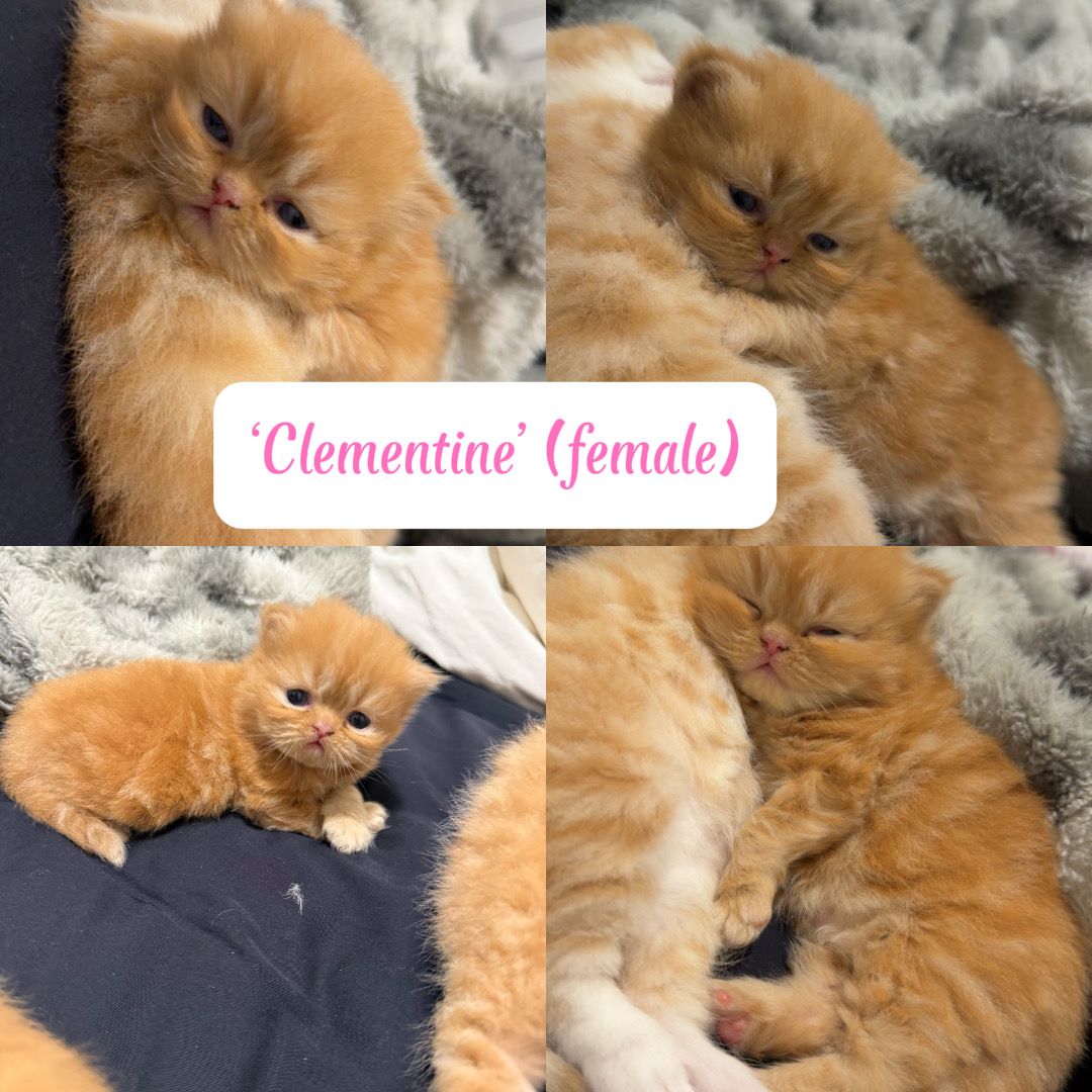 Purebred Persian Kittens
